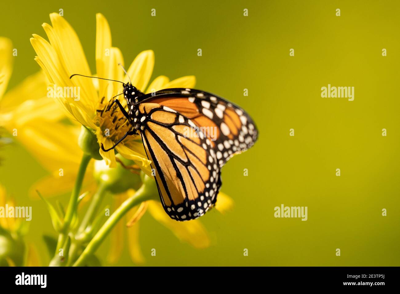 Monarch butterfly (Danaus plexippus) feeds on yellow flower. Monarch butterfly population moves closer to extinction Stock Photo