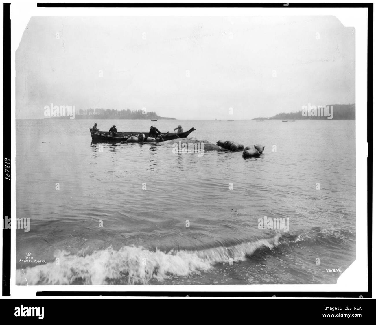 Makah Indian whalers landing whales at Neah Bay, Washington Stock Photo