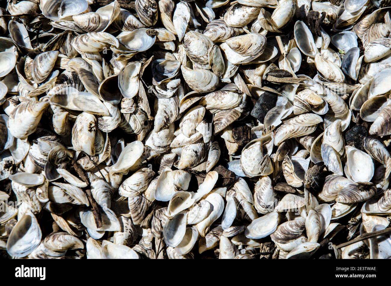 Small seashells from the river. Texture, background. Stock Photo