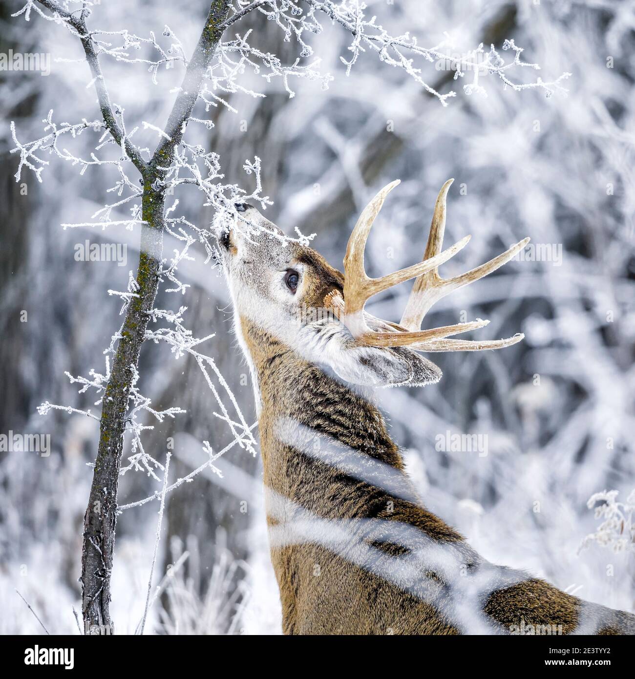 White-tailed Deer Buck on a frosty winter day, Manitoba, Canada. Stock Photo