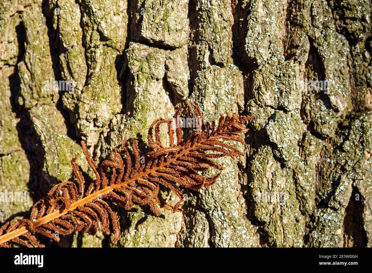 Dry brown fern leaf on blurred background of wooden trunk. Selective focus Stock Photo