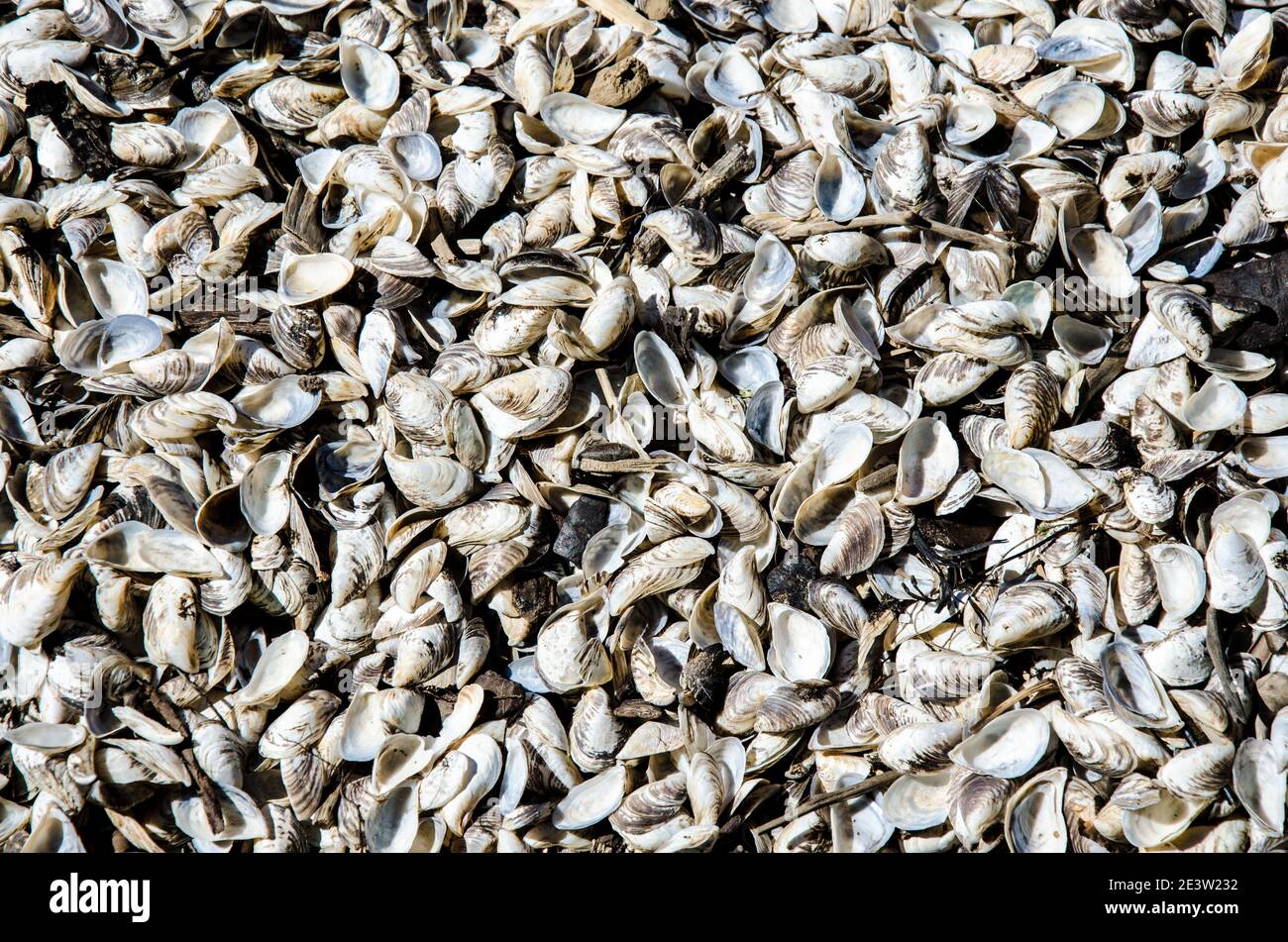 Small seashells from the river. Texture, background. Stock Photo