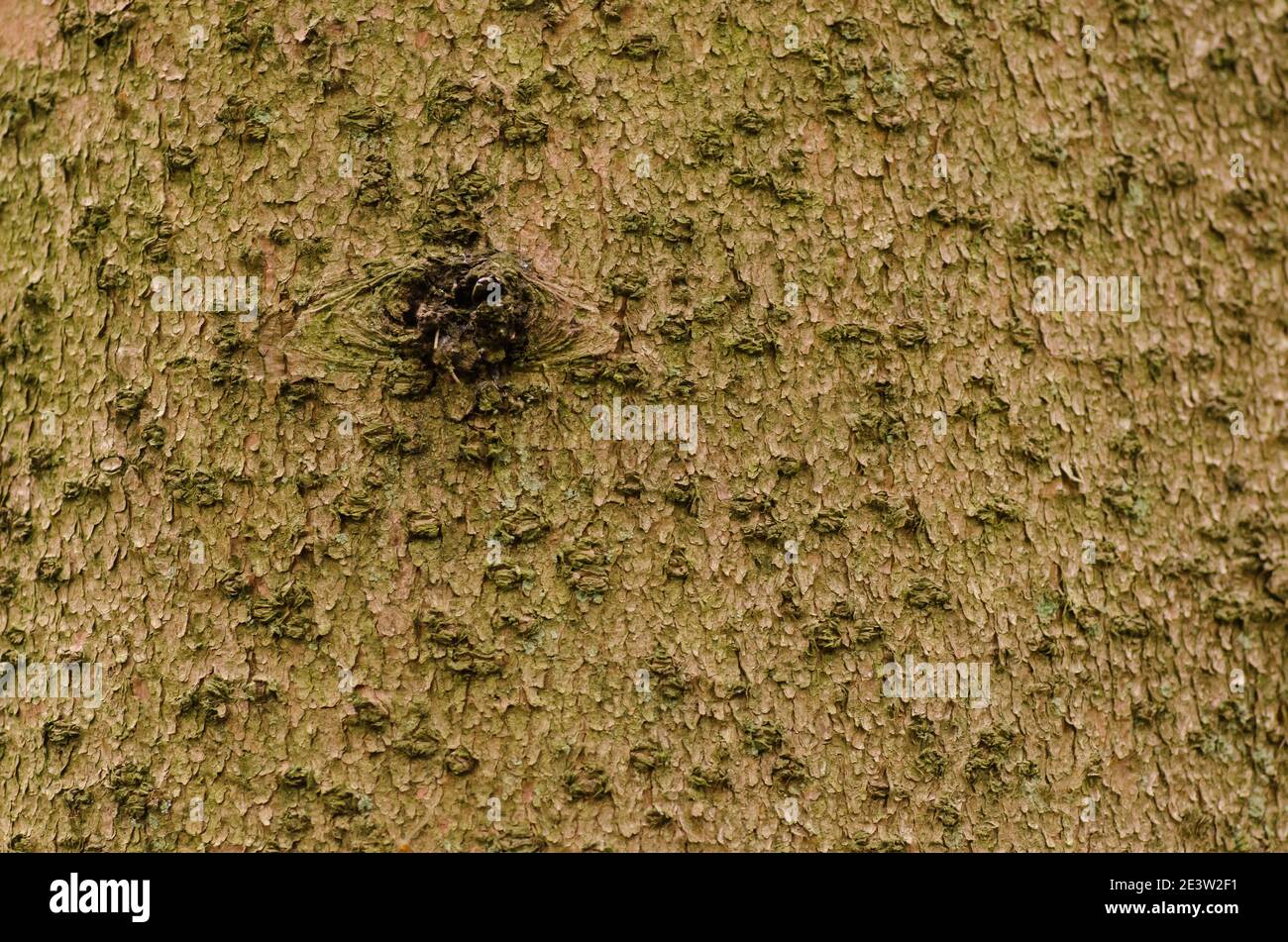Norway Spruce Bark Stock Photo - Alamy