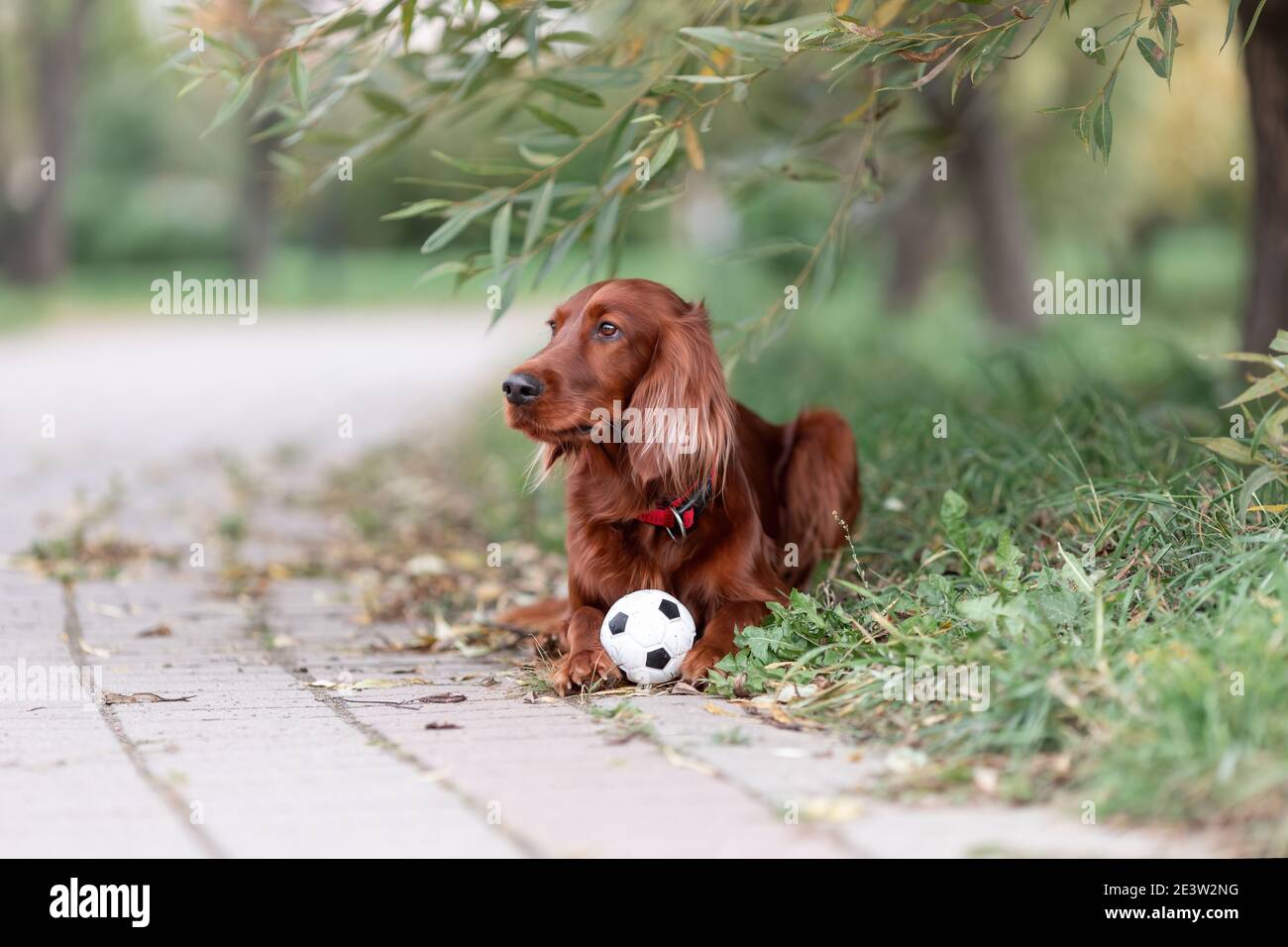 Red irish setter dog lying down on green grass with favorite toy small ...