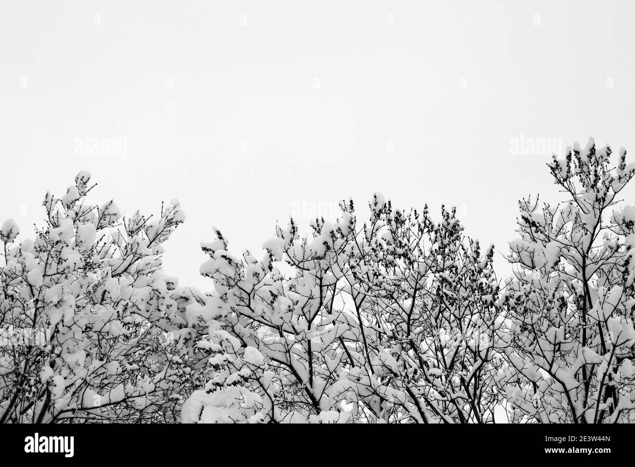 Branches of trees covered with snow. Snowy winter.. Stock Photo