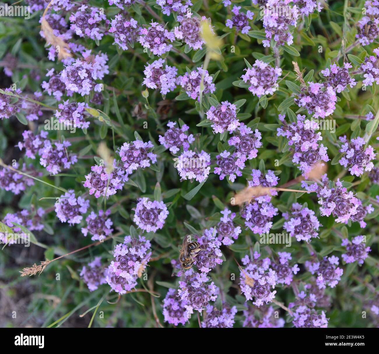Flowers of thyme in natural environment. The thyme is commonly used in