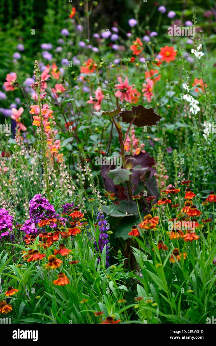 Helenium Moerheim Beauty,Antirrhinum majus Potomac Dark Orange,senecio cristobalensis,orange red,flower,flowers,flowering,garden,planting combination, Stock Photo