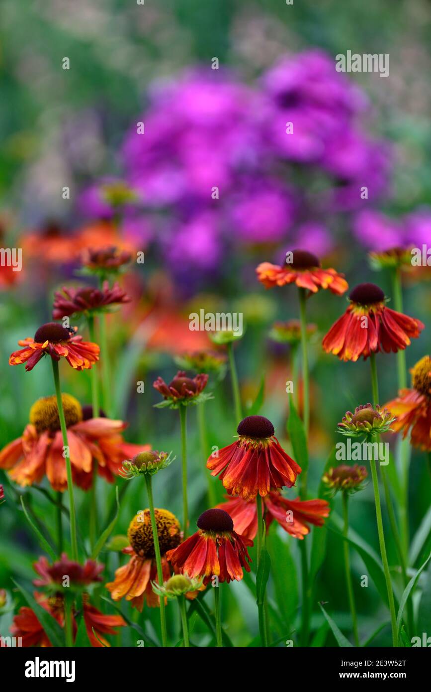 Helenium Moerheim Beauty,orange red,flower,flowers,flowering,garden,planting combination,mix,mixed,purple phlox in background,RM floral Stock Photo