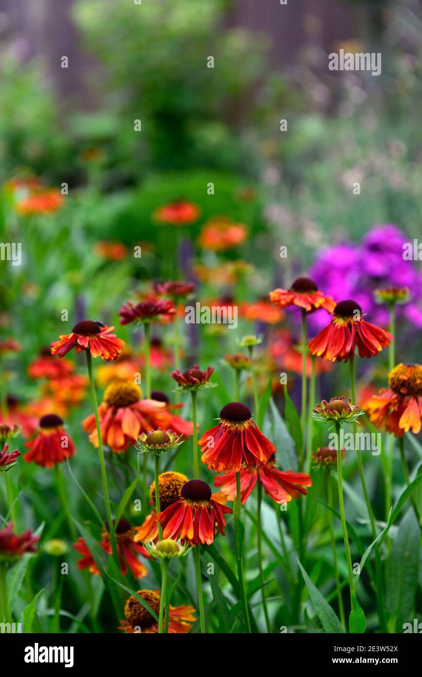Helenium Moerheim Beauty,orange red,flower,flowers,flowering,garden,planting combination,mix,mixed,purple phlox in background,RM floral Stock Photo