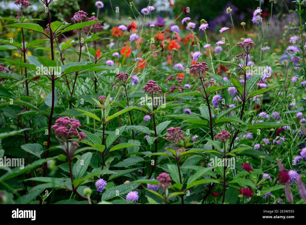 Knautia arvensis,scabious,pincushion,lilac flowers,flower,flowering