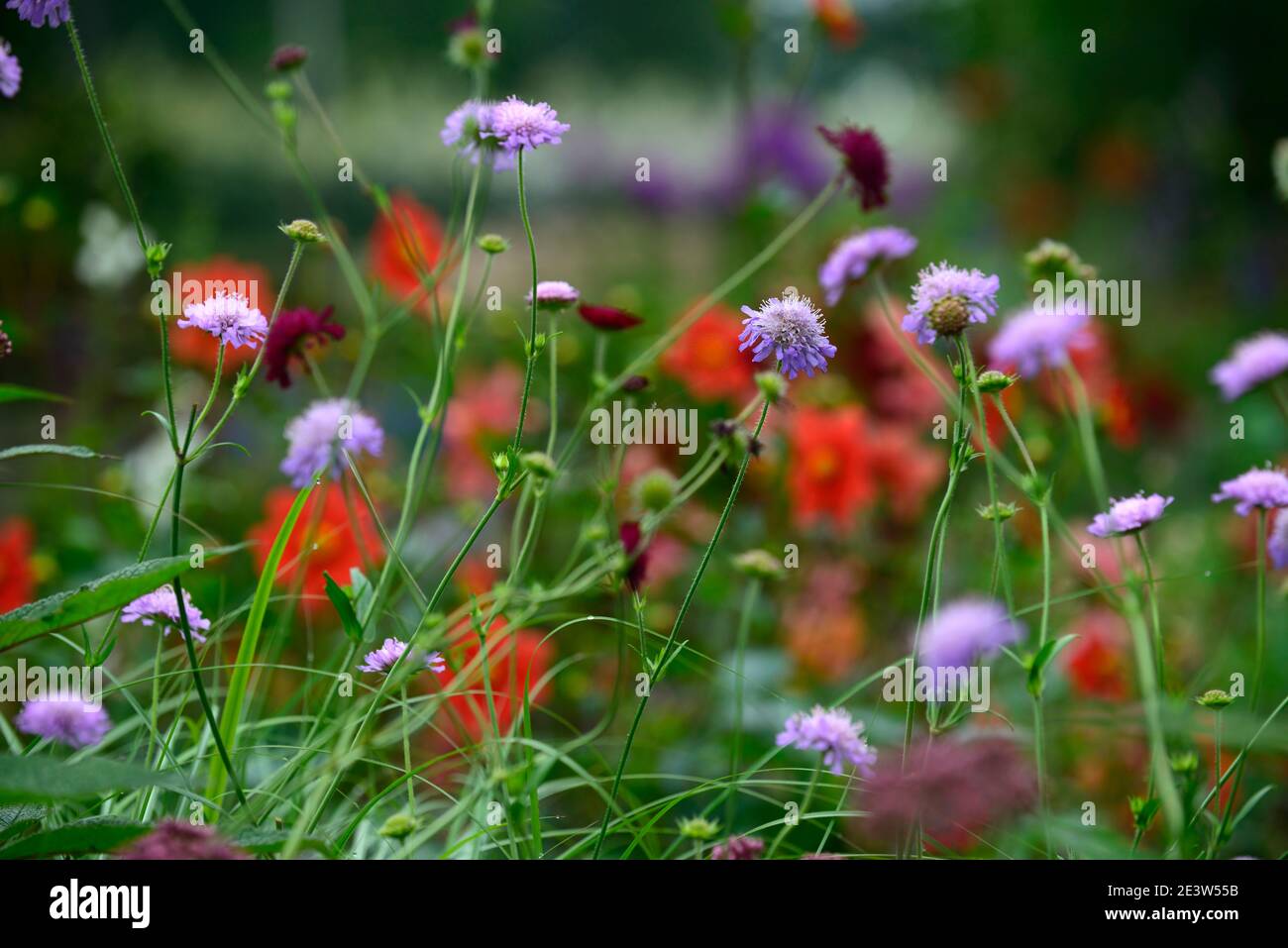 Knautia arvensis,scabious,pincushion,lilac flowers,flower,flowering