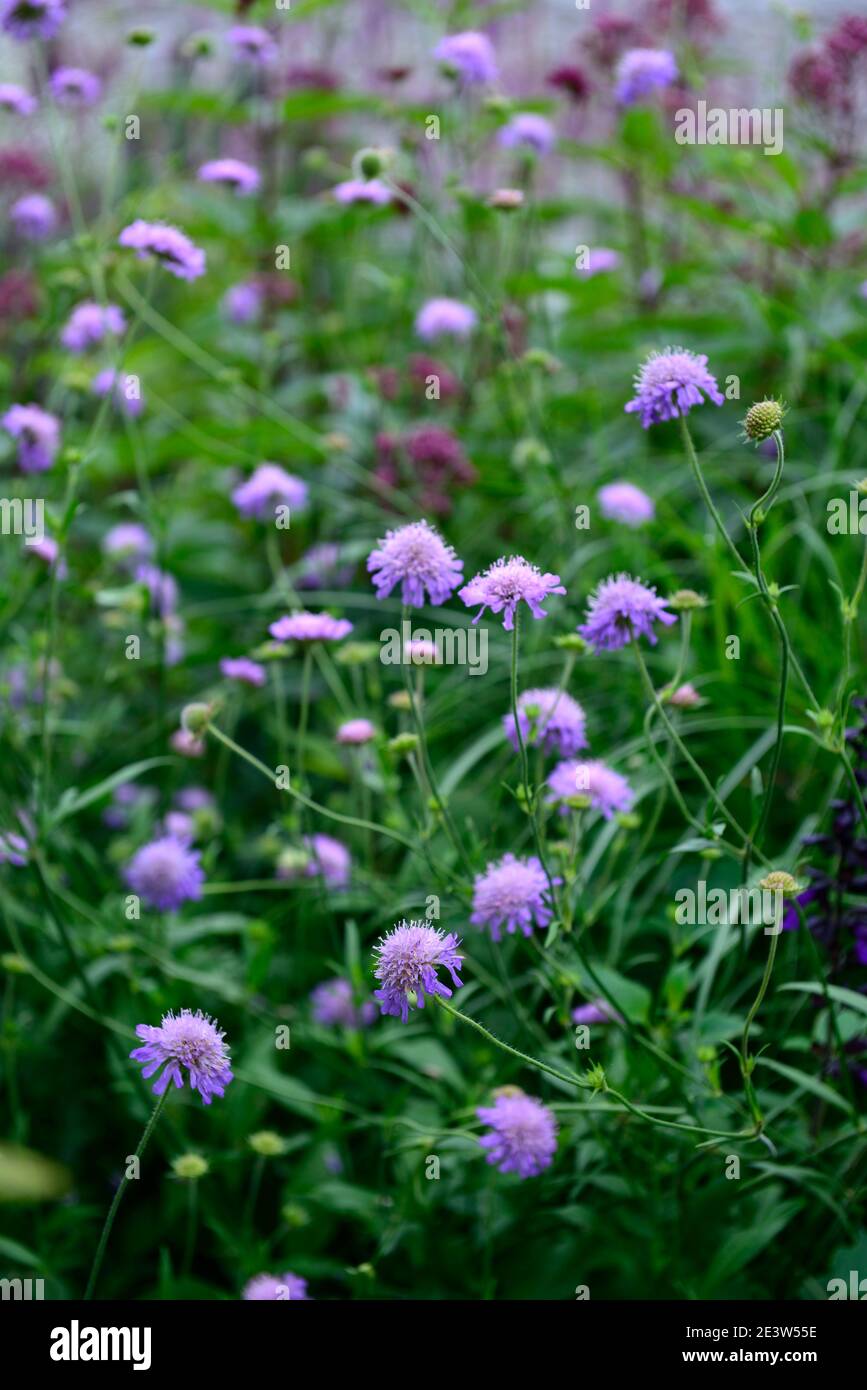 Knautia arvensis,scabious,pincushion,lilac flowers,flower,flowering,wildflowers,garden,gardens,wildlife friendly,RM Floral Stock Photo