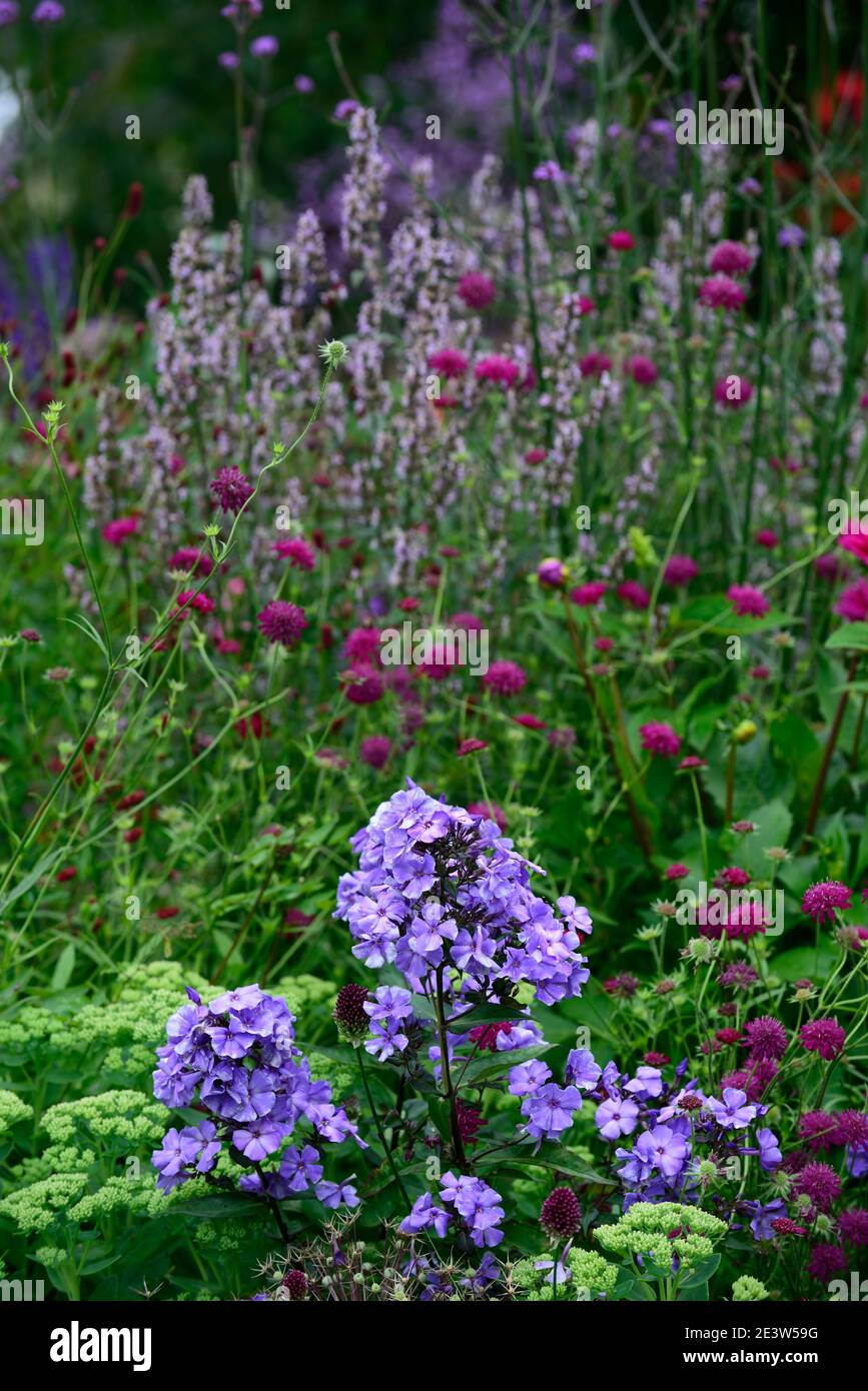 Phlox paniculata Lilac Time,Knautia macedonica,scabious,pincushion,lilac and pink flowers,flower,flowering,wildflowers,garden,gardens,wildlife friendl Stock Photo