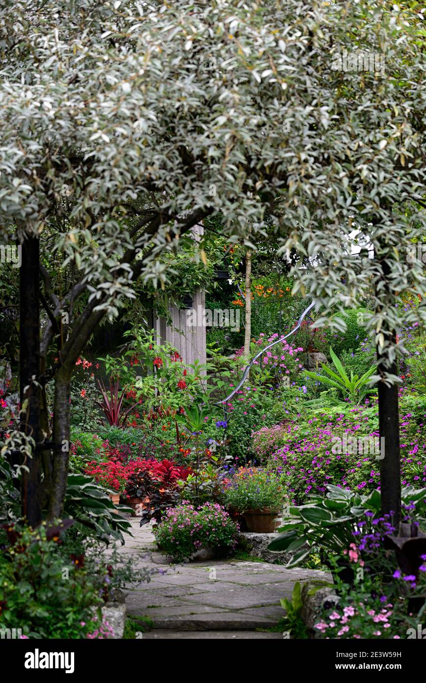 garden,patio,pot,pots,container,containers,gardens,gardening,frame,framing,framed,Pyrus salicifolia Pendula,pendulous willow-leaved pear,weeping silve Stock Photo