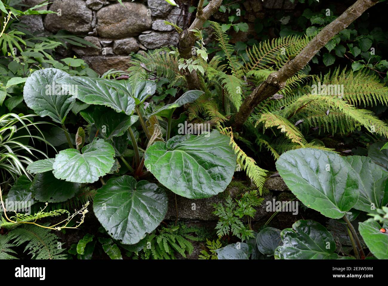 Bergenia ciliata Wilton,fern,ferns,leaves,foliage,shady,shaded,walled garden,corner,stone wall,RM Floral Stock Photo