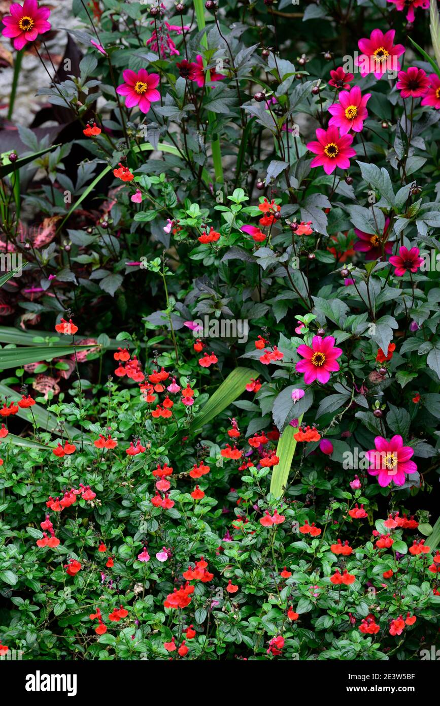 Salvia greggii Royal Bumble,purple dahlia,salvia and dahlia,salvias and dahlias,red and purple flowers,red purple flower,salvias,sage,sages,scarlet,re Stock Photo