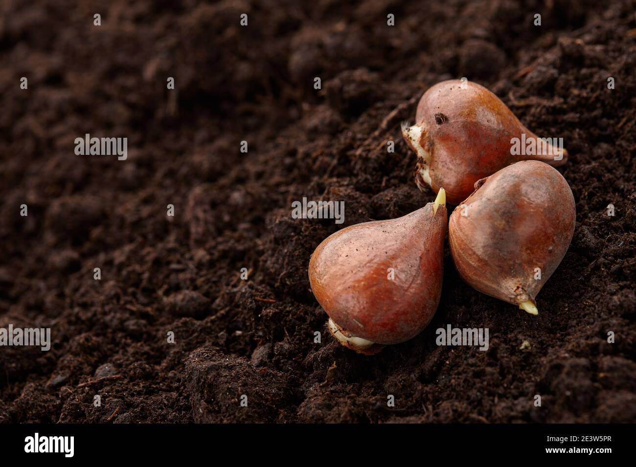 Planting tulip bulbs in soil, close up view Stock Photo Alamy