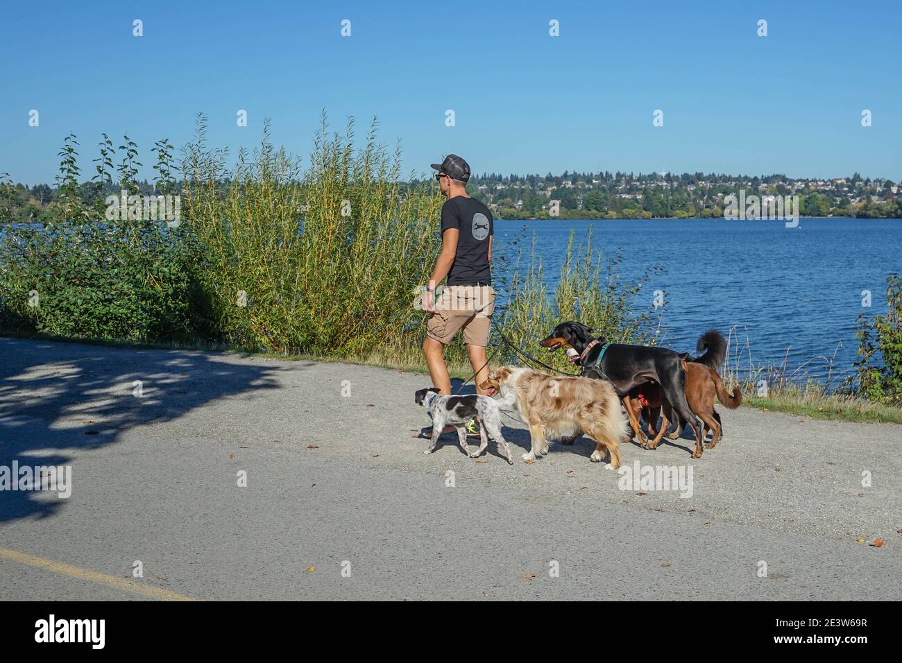 A Man and His 5 dogs walk around Green Lake, Seattle, Wa, USA Stock Photo