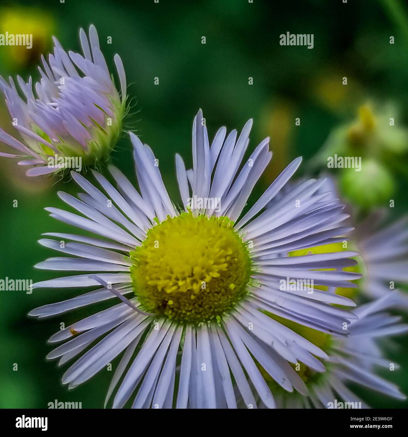 Fine art image flower hi-res stock photography and images - Alamy