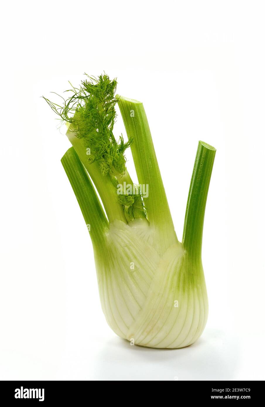 Fennel Bulb. Fresh fennel bulb with leaves on white background Stock