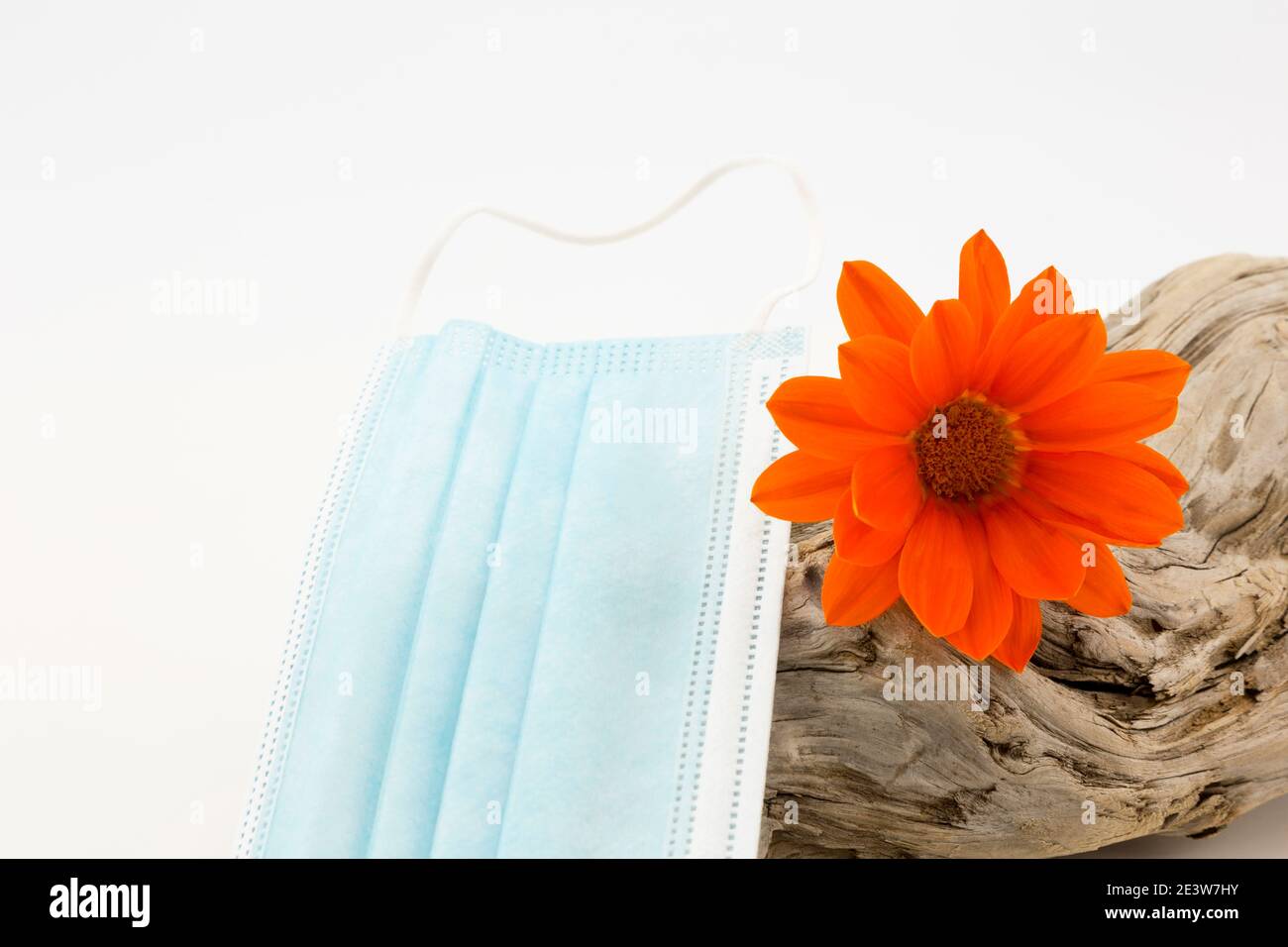 Face mask placed with orange daisy on gnarled driftwood with copy space on white background reflects concept of pandemic responsibility and protection Stock Photo