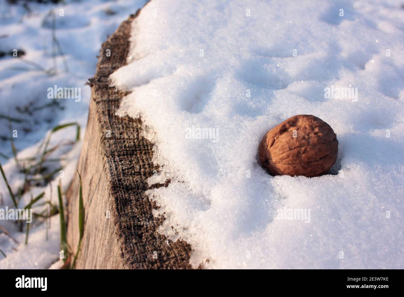 Walnut on a snowy stump in the park and squirrel's footprints in the snow. Treats for animals in the cold winter. Close-up Stock Photo