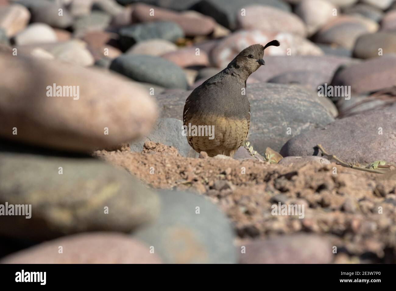 Demure female Gambel's Quail pauses with wary attention along edge of river of rock in Tucson, Arizona, United States Stock Photo