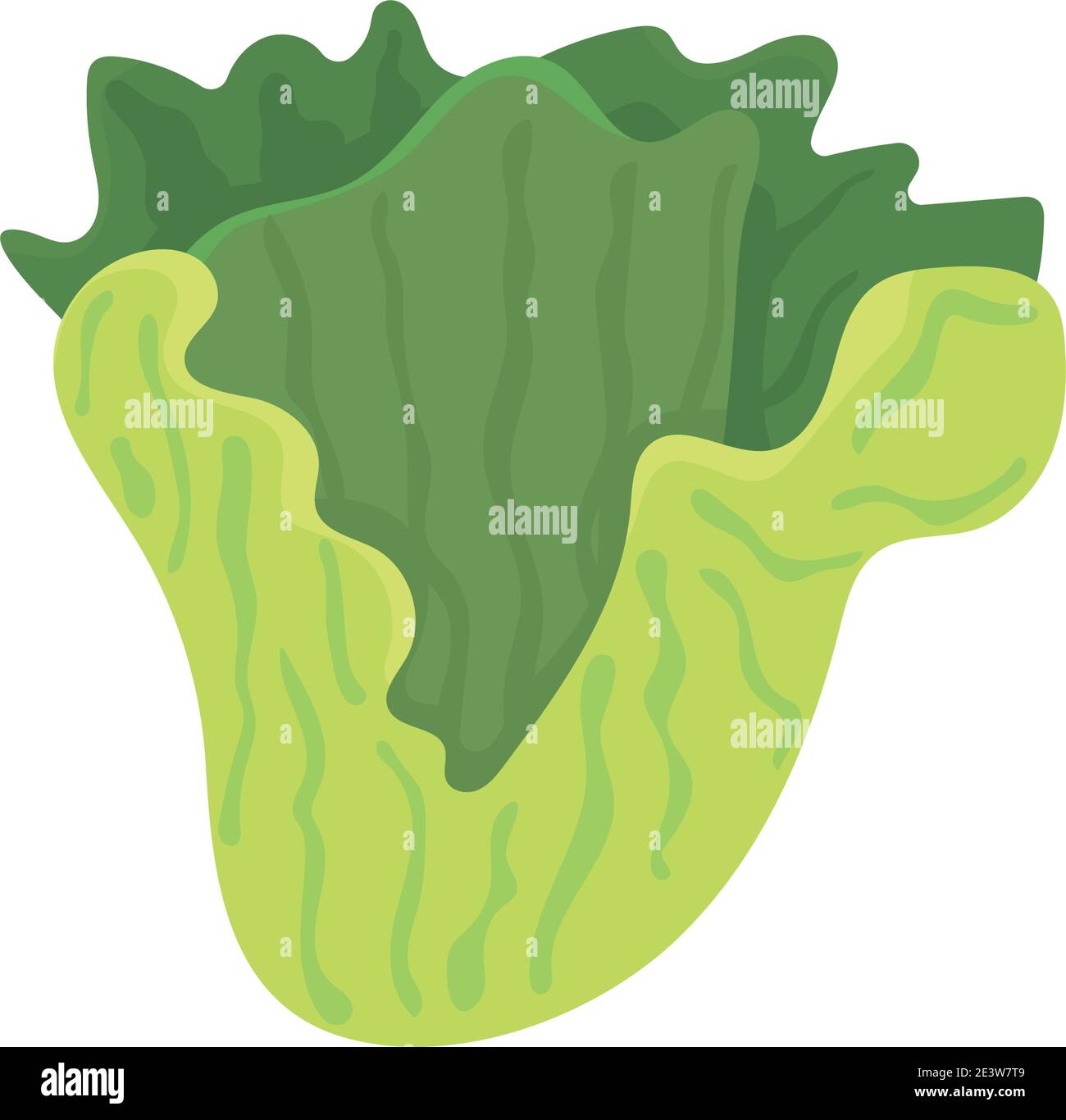 lettuce vegetable healthy food icon vector illustration design Stock ...