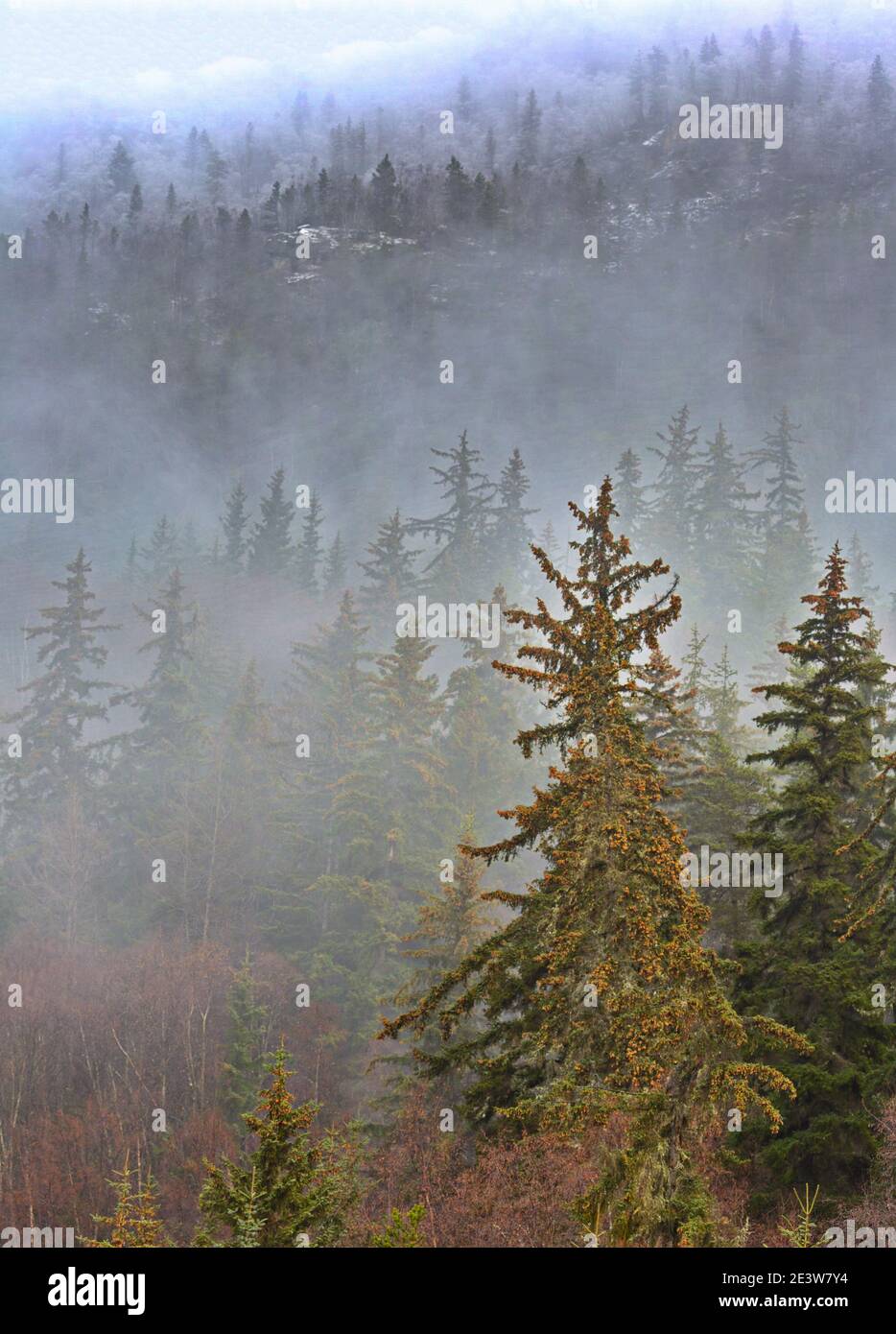 Layers of mist, fog, and pine forests along Haines Highway in Alaska in