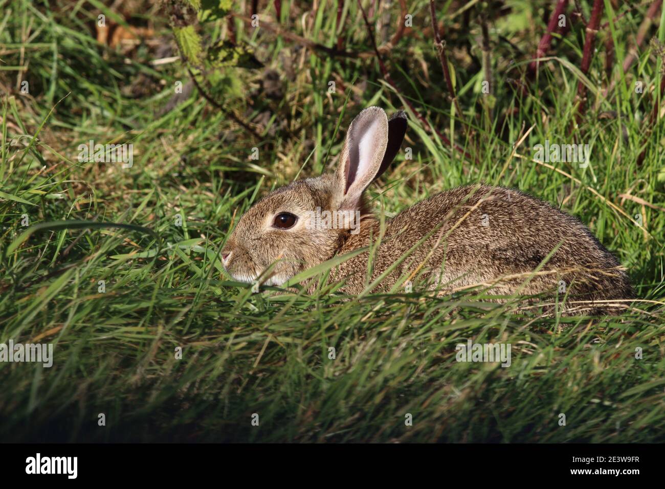 Wild Rabbit resting in grass along a hedgerow, the is a common mammal found in the UK, bough here for food by the romans Stock Photo