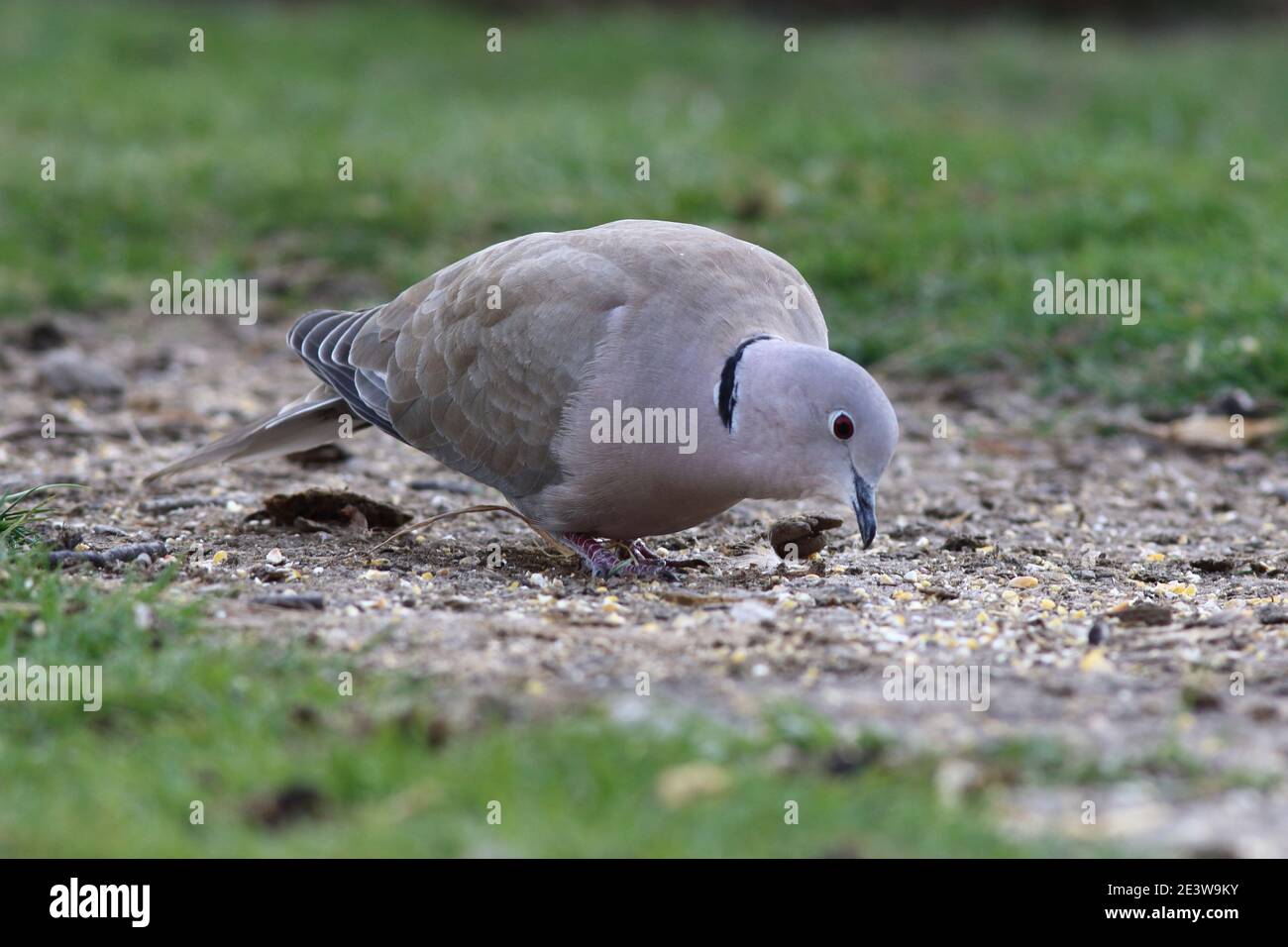Collard pigeon hires stock photography and images Alamy