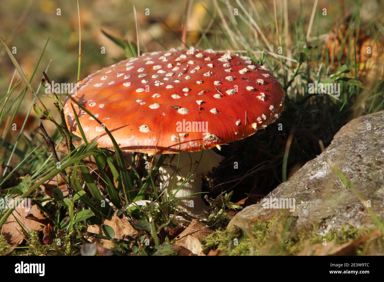 Amanita muscaria, commonly known as fly agaric a red cap poison mushroom, so non edible, causing hallucinations plus attracts and kills flies. Stock Photo