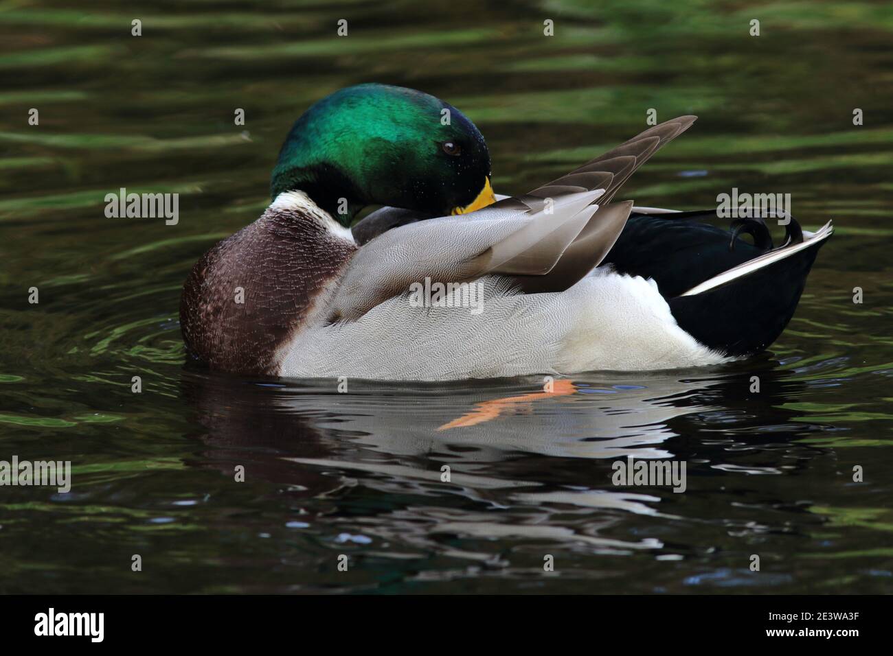 Anas platyrhynchos, a male Mallard duck preening on a pond with rippled rings of water around it. The bird green head and curly tail can be seen Stock Photo