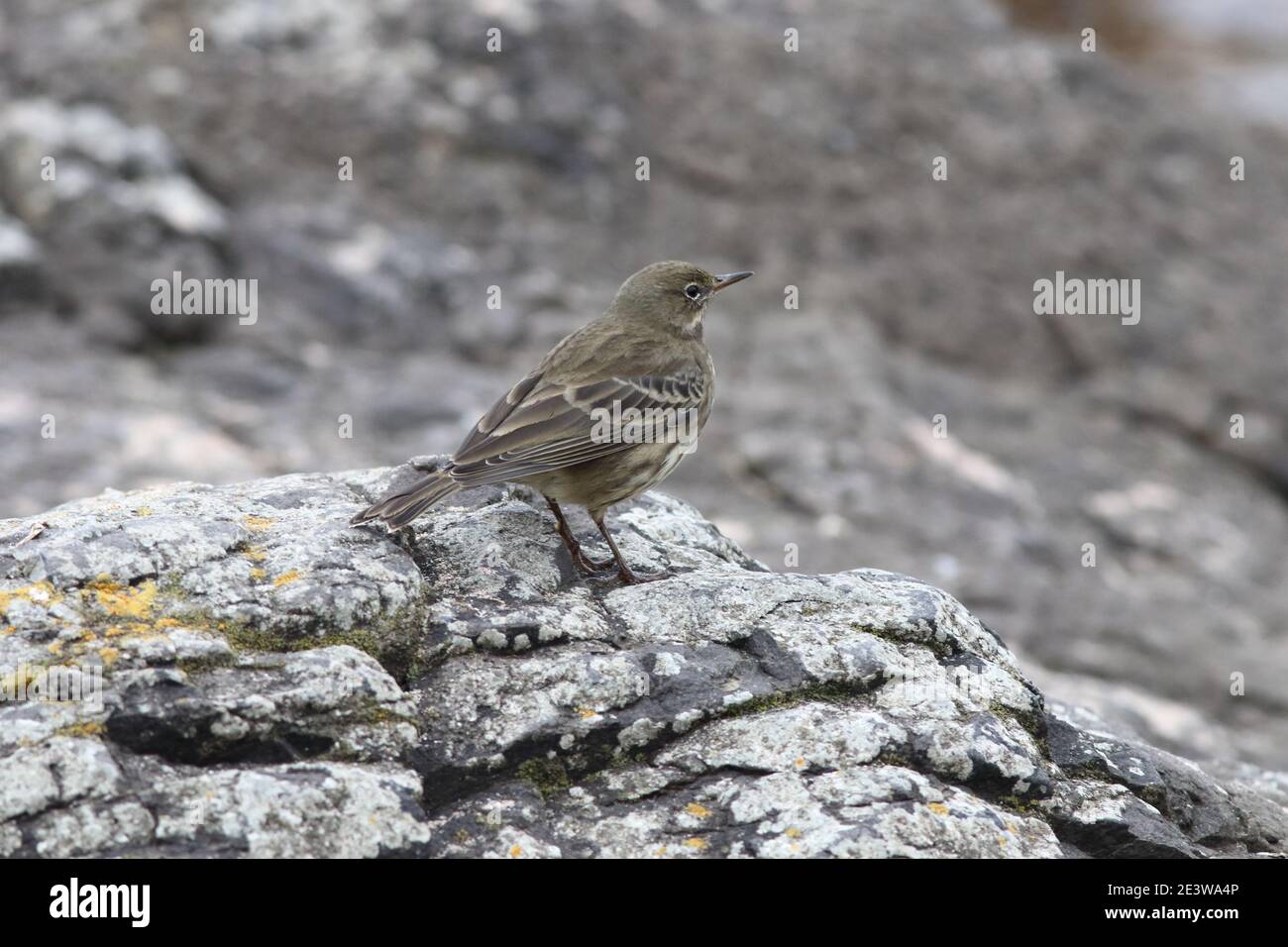 Anthus petrosus, Rock Pipit, this coastal bird standing here on a rock, in a natural mono colour scenery, of a grey concept, of wildlife on a beach. Stock Photo
