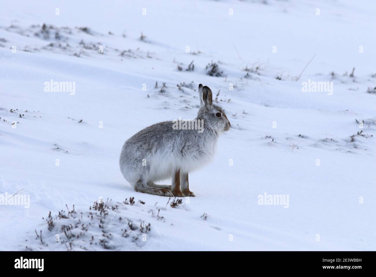 Lepus timidus, Mountain or Blue Hare, sitting upright with brown boots, otherwise in winter coat, with heather just coming through the snow cover. Stock Photo