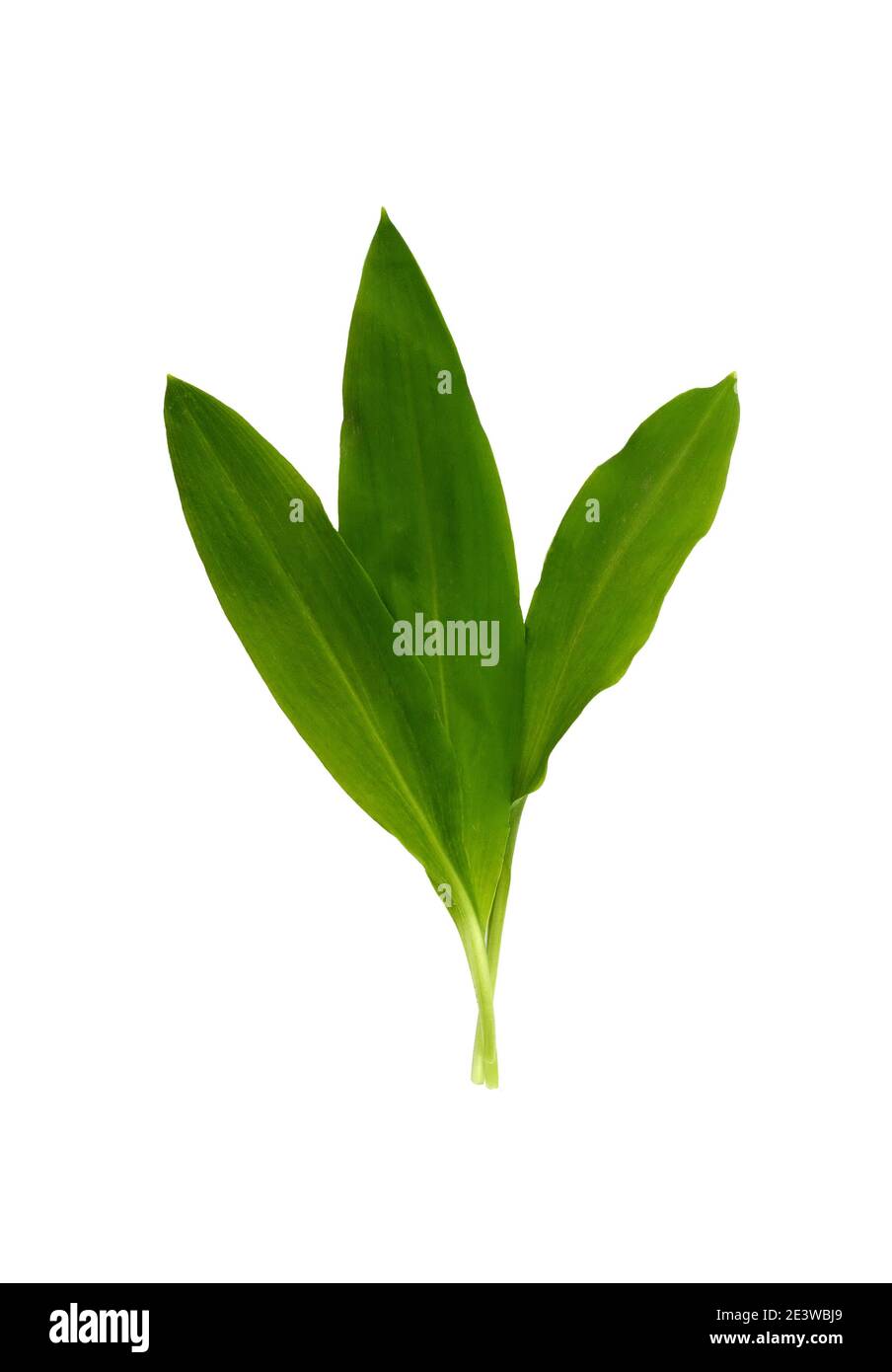 Wild Garlic leaves isolated. Ramsons (Wild Garlic) isolated on a white