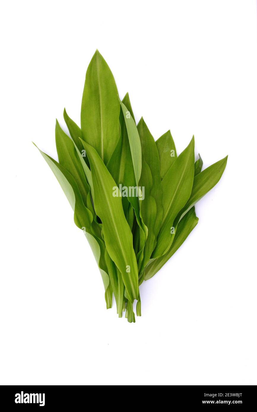 Wild Garlic leaves isolated. Ramsons (Wild Garlic) isolated on a white