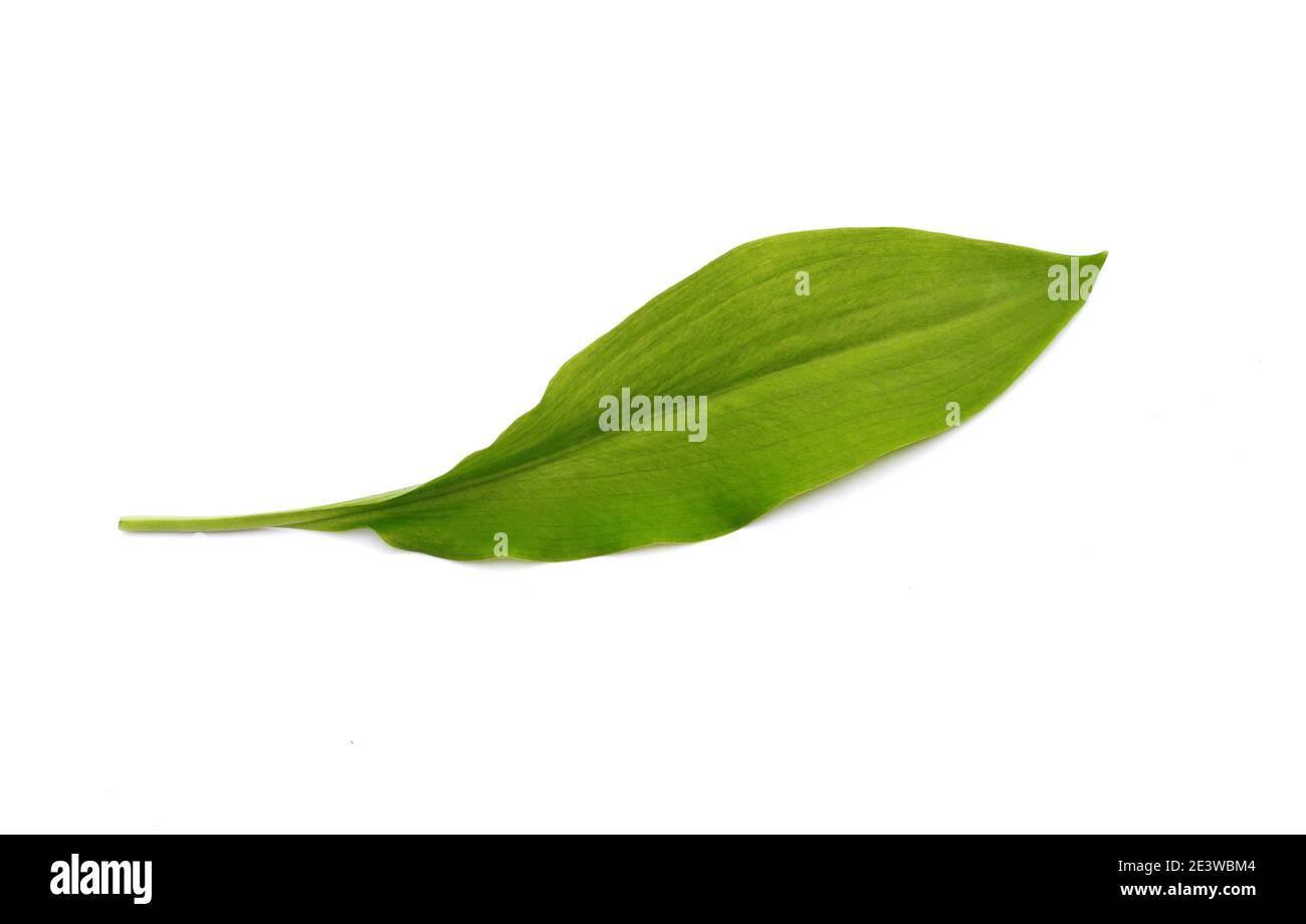 Wild Garlic leaves isolated. Ramsons (Wild Garlic) isolated on a white