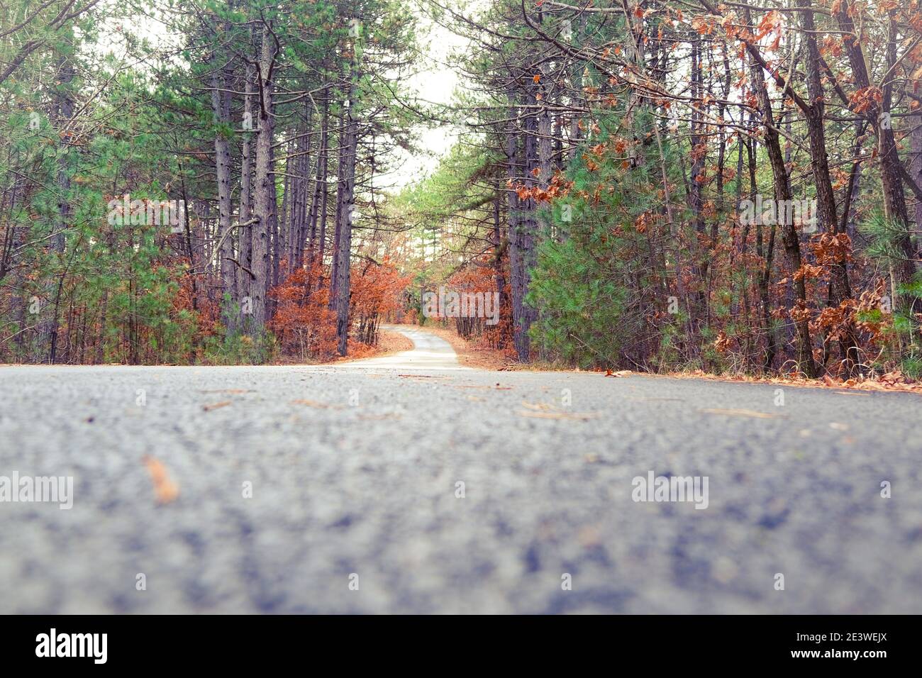 Road view from low angle with autumn colors. Dried leaves, trees and silence. Stock Photo