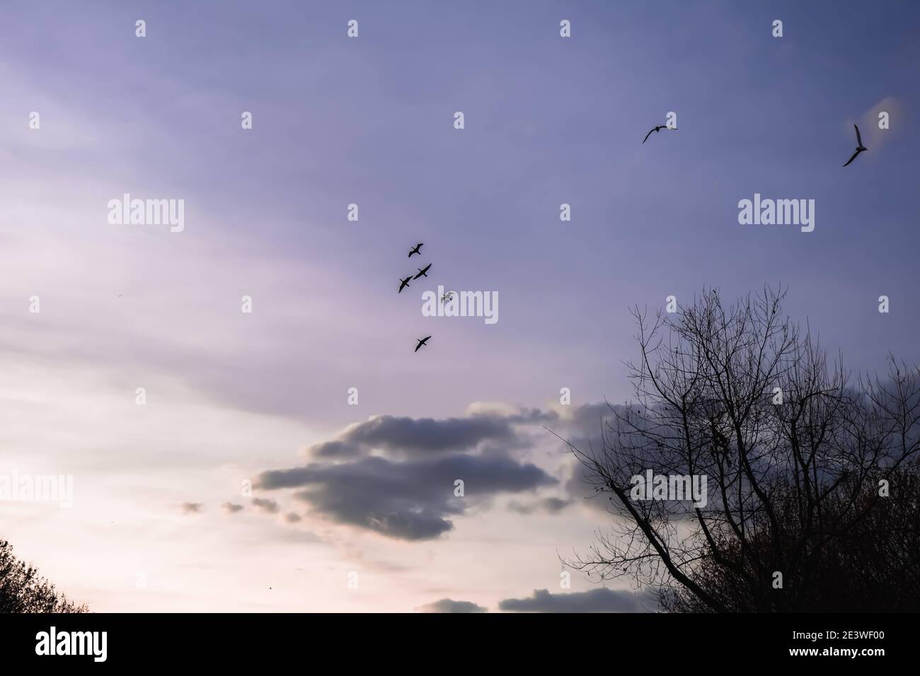 Groups of birds on the sunset sky Stock Photo - Alamy