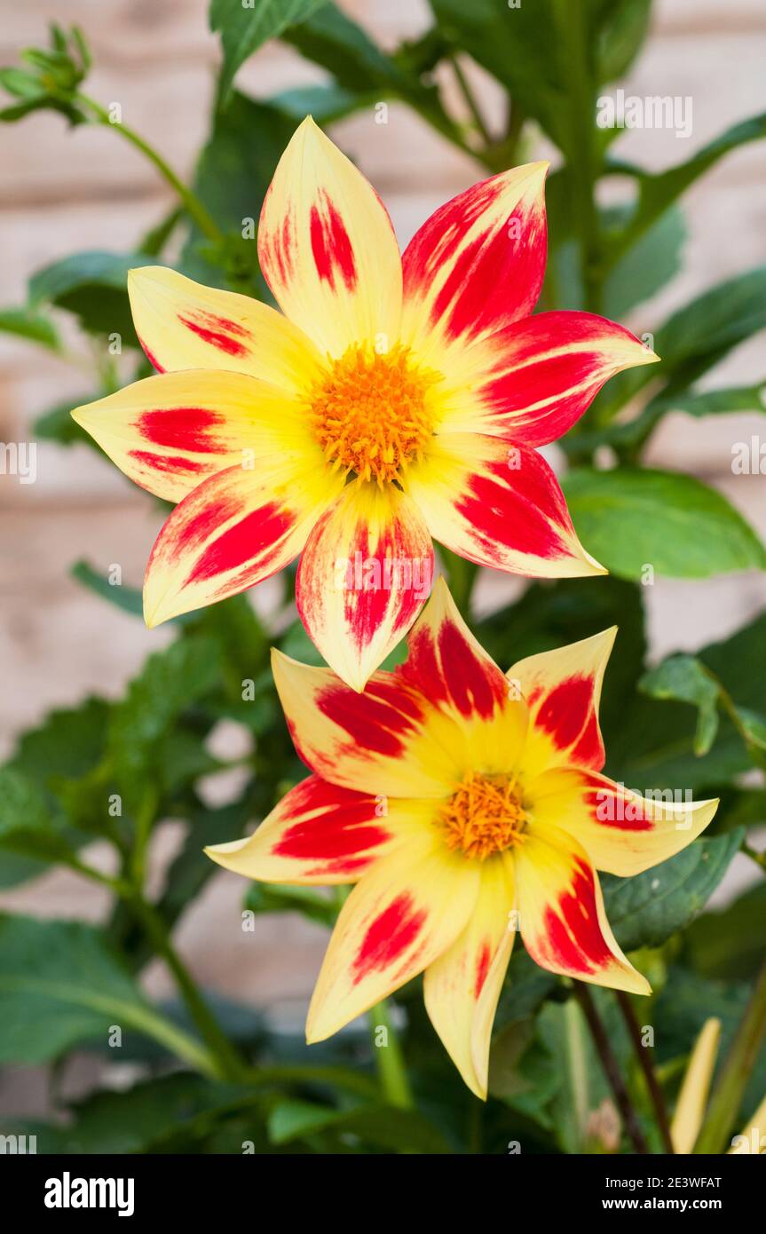 Close up of Dahlia Newquay a single group dahlia with red and yellow flowers  A tuberous plant that is deciduous and half hardy Stock Photo
