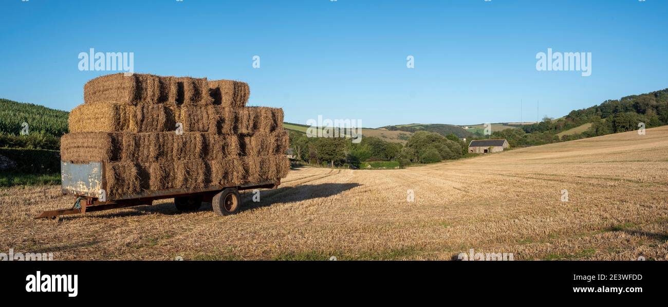 Hay bales stacked on trailer in farm field, south devon, harvest time