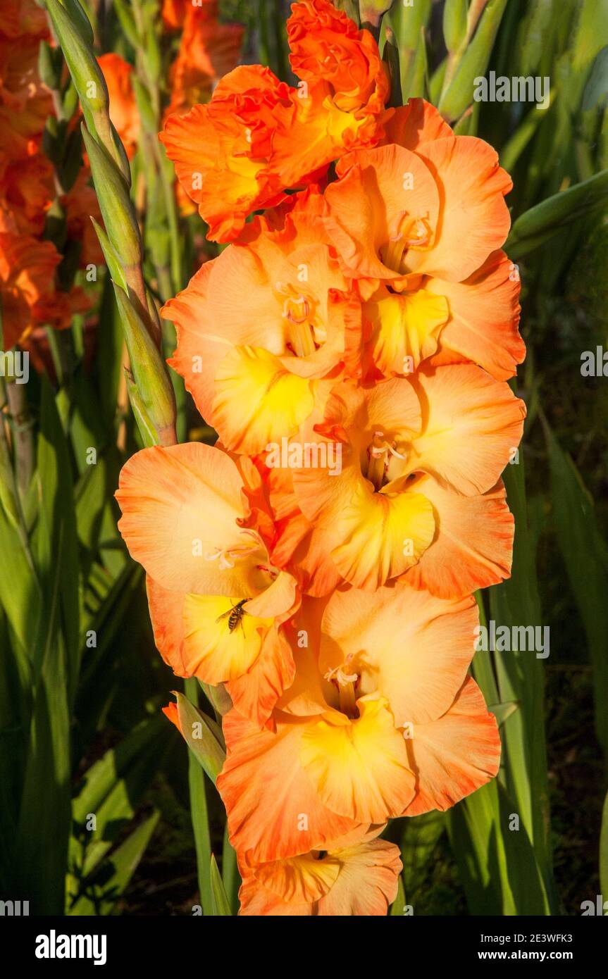 Close up of large orange flowers with yellow throat of gladiolus Chloe Stock Photo