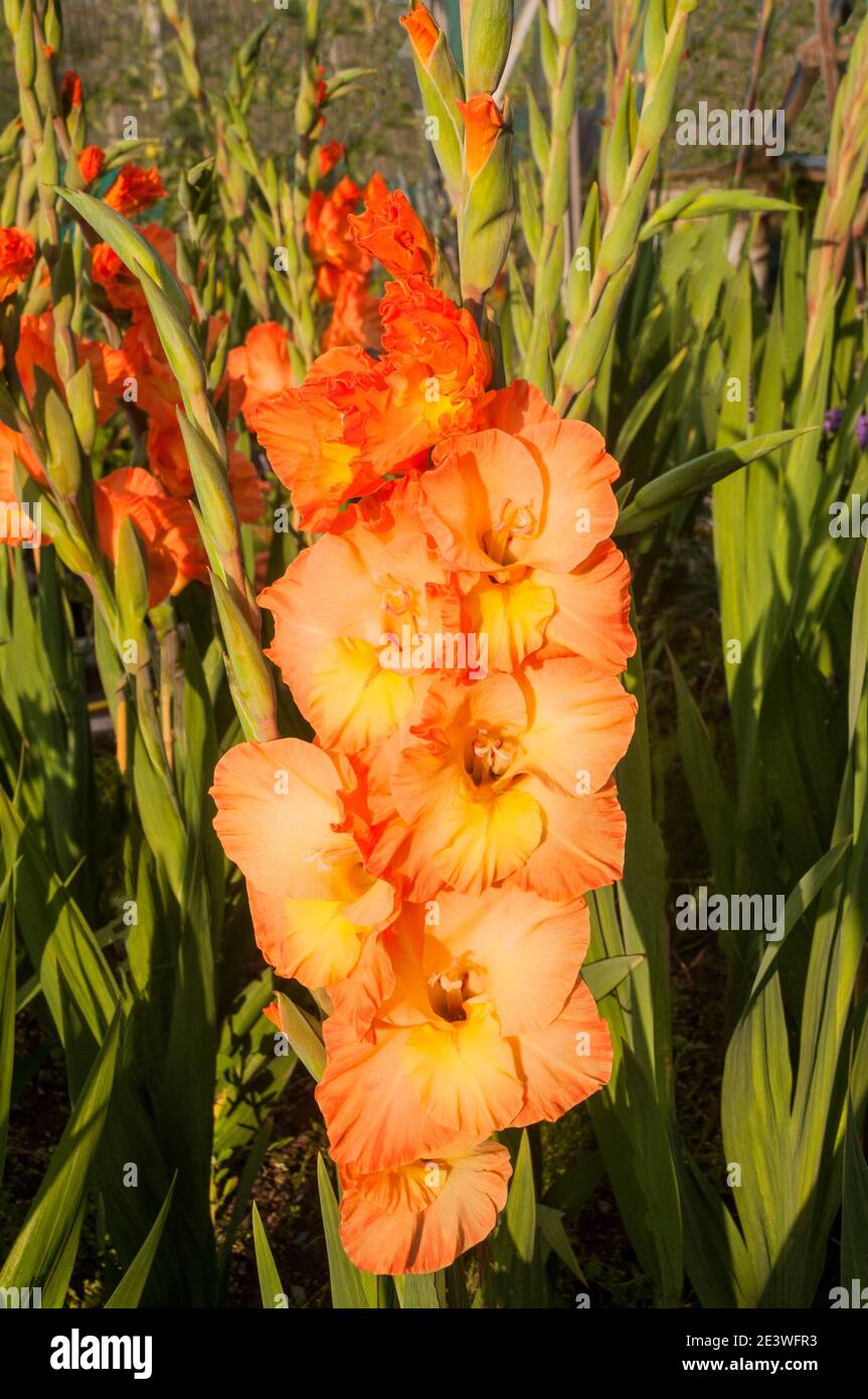 Close up of large orange flowers with yellow throat of gladiolus Chloe Stock Photo