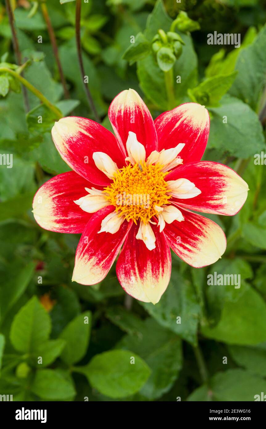 Close up of Dahlia Danum Torch a collerette dahlia that has red & yellow flowers in summer & autumn  A tuberous plant that is deciduous and half hardy Stock Photo