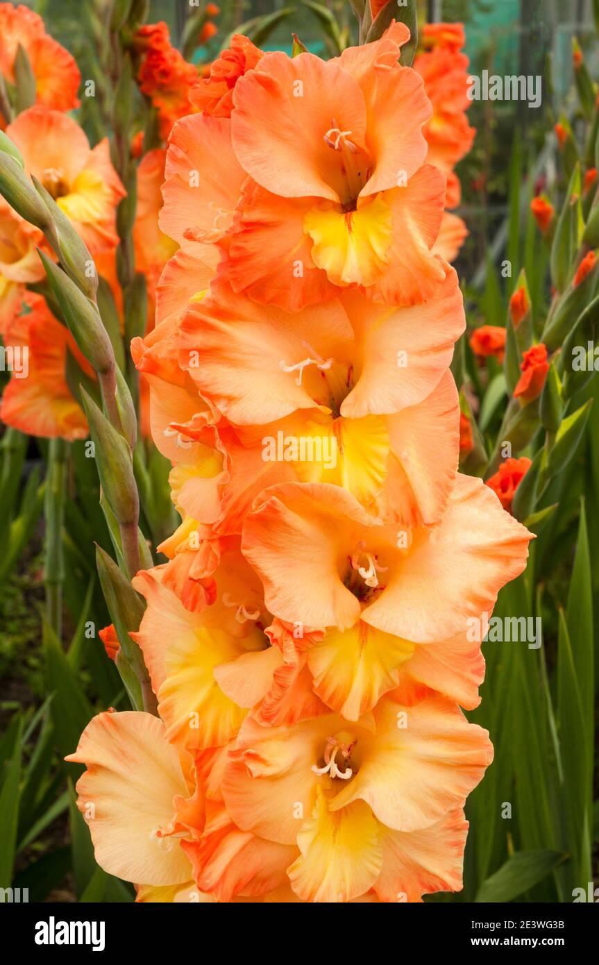 Orange gladiolus hi-res stock photography and images - Alamy