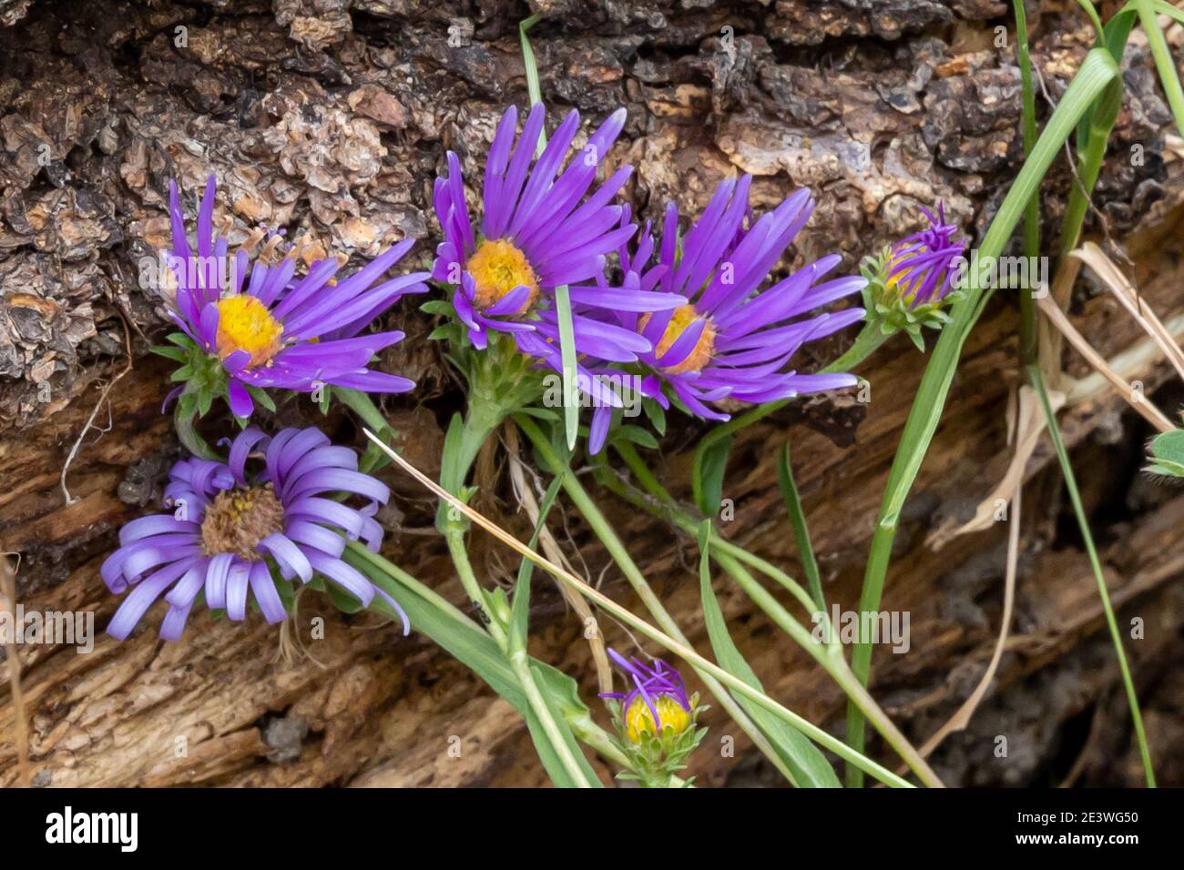 Purple Wild Flowers Stock Photo - Alamy