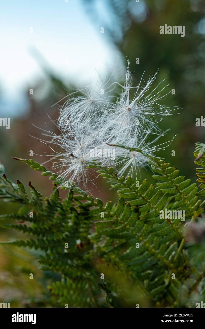 Thistle seedhead, caught in bracken foliage Stock Photo