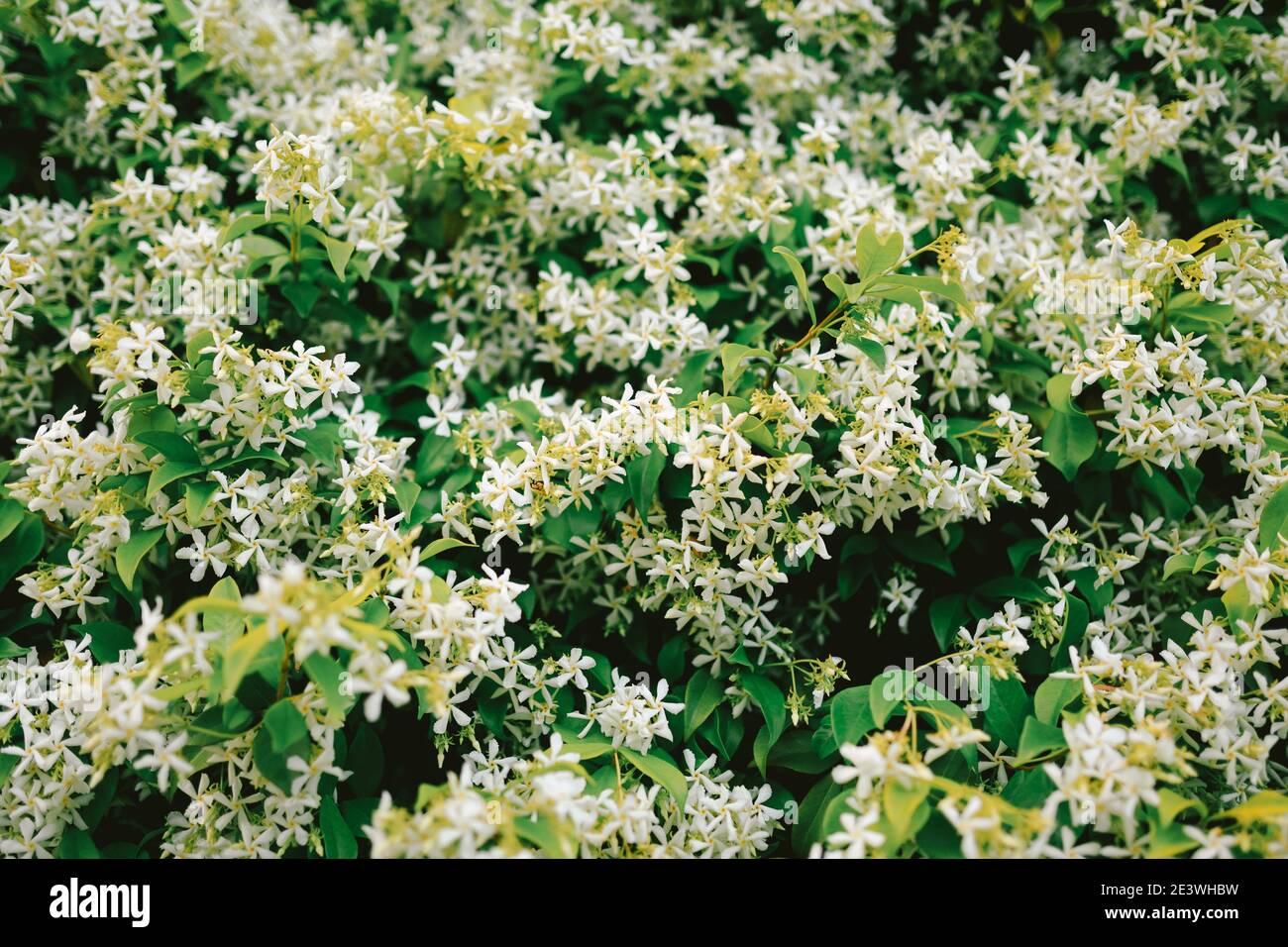 Close-up of jasmine with green leaves and flowers. Stock Photo