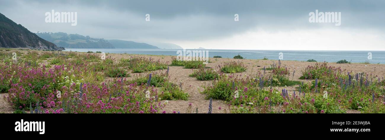 Slapton Sands in South Devon, SSI, wild flowers growing in the sandy beach. Stock Photo